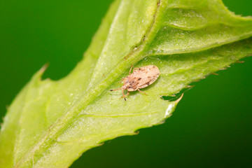 lacebug on plant