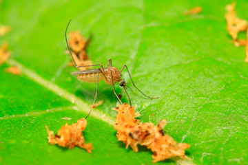 mosquitoes on plant