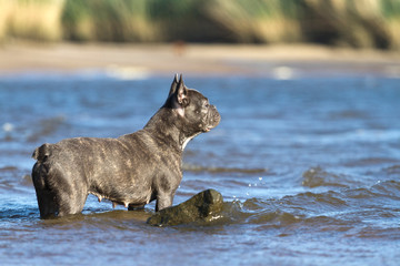 French bulldog stands in the water looking into the distance