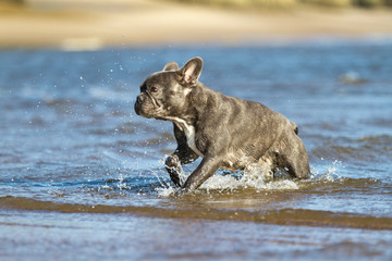 French bulldog in blue playing around on the beach waterline having fun