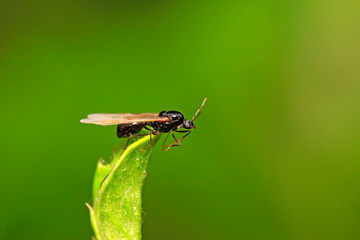 Ant with long wings on plant