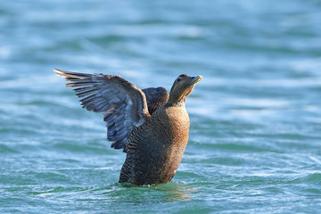 Common eider (Somateria mollissima) in its natural habitat in Denmark