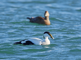 Common eider (Somateria mollissima) in its natural habitat in Denmark