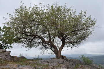 arbol, paisaje, monta&ntilde;a 