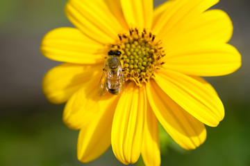 Honey bee eating on yellow flower pollen stamen over green blurred background