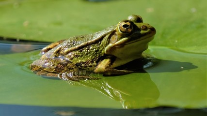 Obraz premium Frosch