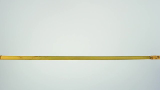 The wavy parrot sits on a stick on a white background