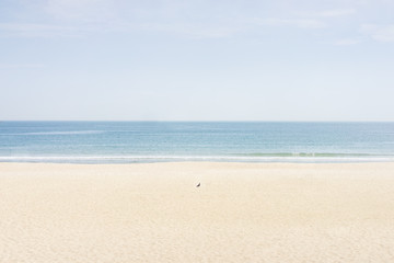 A lonely little bird on the beach in sunny day with blue sea with copy space
