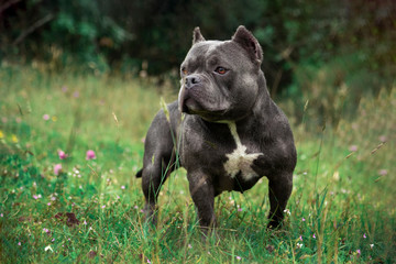 gray bullterrier dog watching left in a park