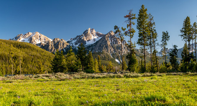 Wild flowers in a meadow with a tall rocky mountain in Idaho