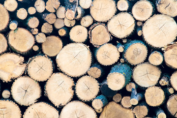 Cut tree trunks in cross section natural background. Raw materials for the woodworking industry.