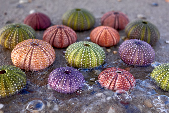 collection of colorful sea urchin shells on wet sand beach