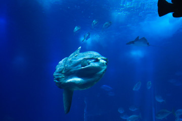 sunfish or common mola (Mola mola) swiming in the ocean