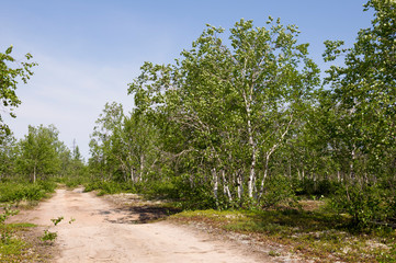 Fototapeta na wymiar Green birch trees witn black and white trunk in summer forest. Grove. Landscape