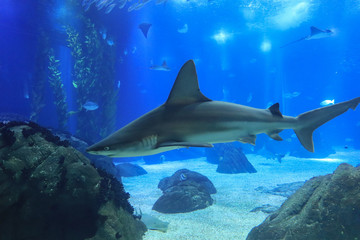 Shark posing in the deep blue water