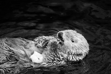 Wild Sea otter swiming in the ocean