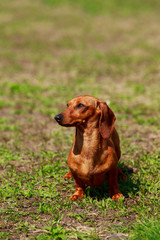 Dog breed dachshund
