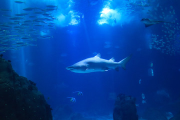 Fototapeta na wymiar Shark posing in the deep blue water