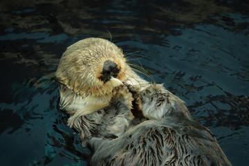 Sea otter eating fish in the Alasca