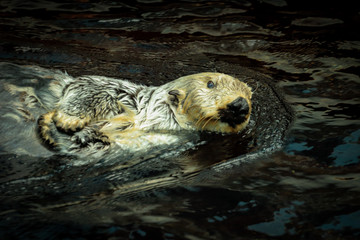 Wild Sea otter swiming in the ocean