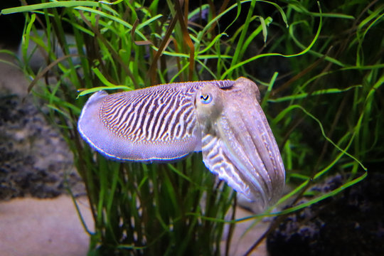 Bright Cuttlefish swimming in their habitat
