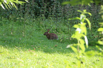Rabbit in forest