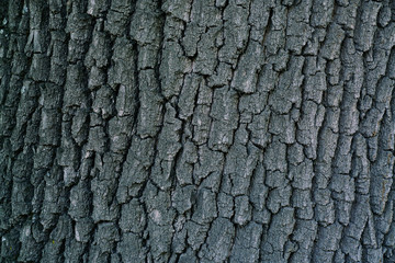 dry tree bark texture background