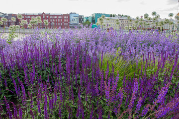 Park  Muzeon -  nice flower  bed .from salvias 
