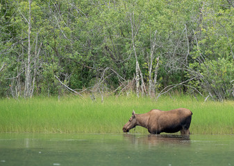 Female Moose In River