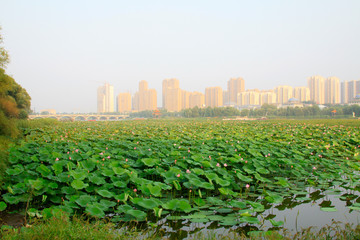Fototapeta na wymiar Urban construction and the grassland scenery, China