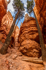 long trees on the bottom of the rocks, arches national park