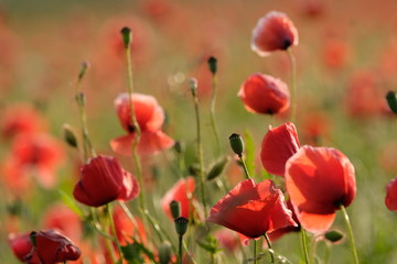 Fototapeta premium Maki