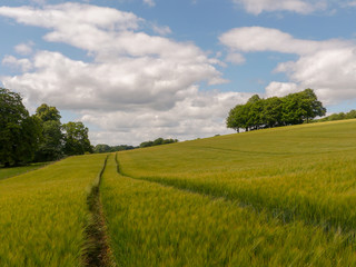 Beautiful copse of trees in barley field, Latimer, Buckinghamshire