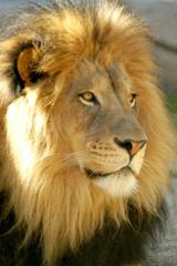 Obraz premium Lion Portrait of a dominant male looking for prey for himself and his pride.
