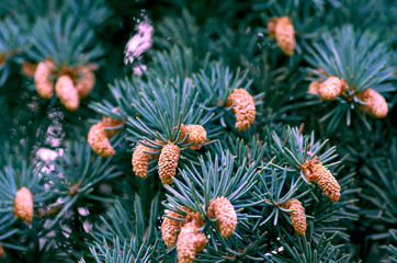 Blue spruce with cones