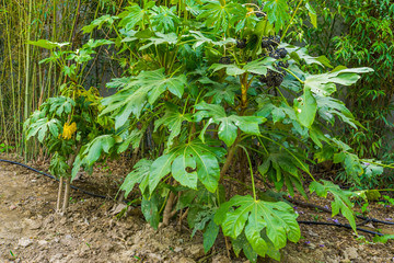 Fatsia plant bearing black berries in a tropical garden, Fruiting plant from Asia, ornamental garden plants