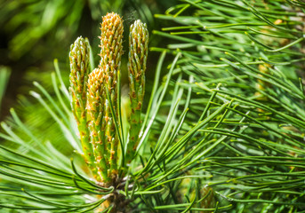 macro closeup of pine branching off, new growth of branches on a conifer tree, growth process