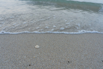 Sea shell on the sand