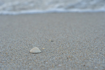 Sea shell on the sand