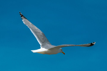 close up of a flying seagull against a blue sky