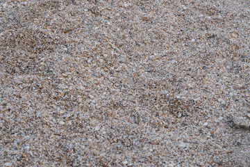 mini sea shell on sand in the beach