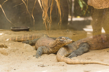 Two lizards are resting on the sand and enjoying a warm summer day. Reptile life concept in a zoo and in captivity. Concept of the most ancient animals on the planet.