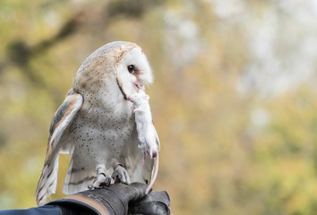 Barn owl sitting on the glove of a falconer looking for prey