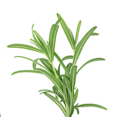 Sprig of fresh rosemary isolated on white background. Rosemary branch.