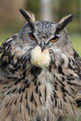 Eagle owl portrait with yellow chick in beak