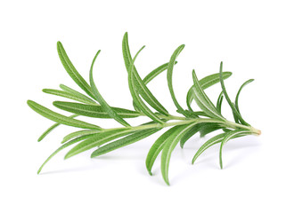 Sprig of fresh rosemary isolated on white background. Rosemary branch.