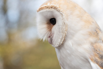Lateral portrait of a barn owl, close-up