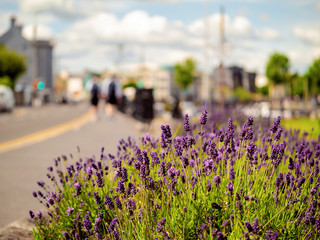 Purple flowers in town, abstract city life background, selective focus. Close up. Couple walking in the background.