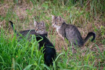 Gray and black kittens play on a good day