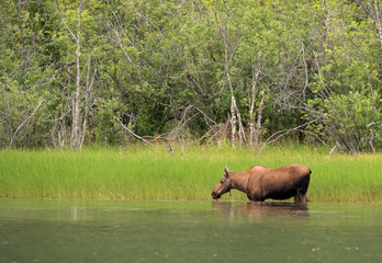 Moose in Chilkoot River